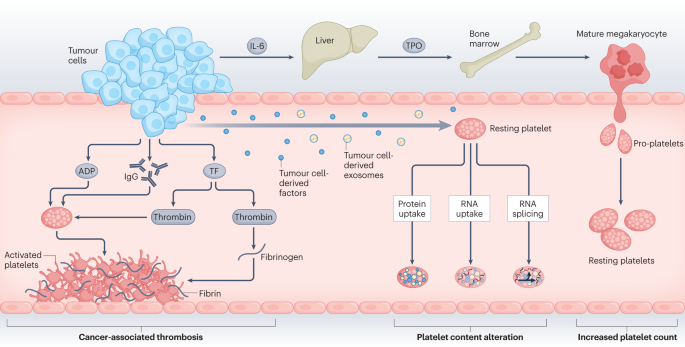 The dynamic role of platelets in cancer progression and their therapeutic implications
