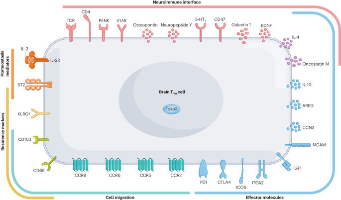 Brain regulatory T cells