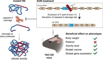 Antisense oligonucleotide-mediated disruption of HTT caspase-6 cleavage site ameliorates the phenotype of YAC128 Huntington disease mice