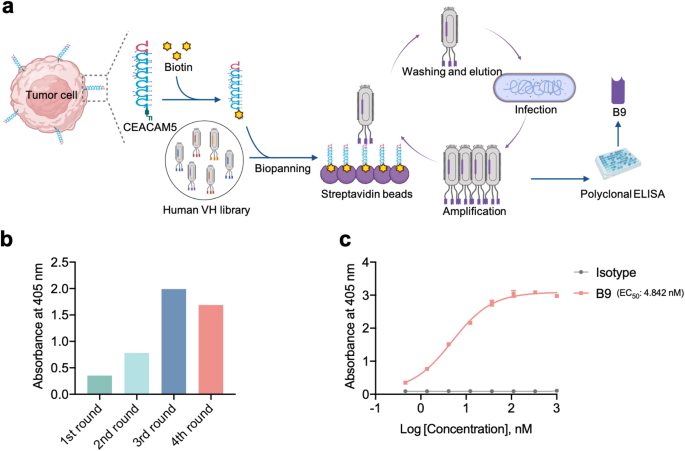 A novel human single-domain antibody-drug conjugate targeting CEACAM5 exhibits potent in vitro and in vivo antitumor activity