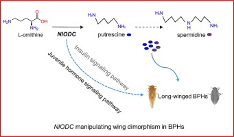 Functional analysis of Ornithine decarboxylase in manipulating the wing dimorphism in Nilaparvata lugens (Stål) (Hemiptera: Delphacidae)