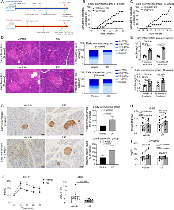 Urolithin C alleviates pancreatic β-cell dysfunction in type 1 diabetes by activating Nrf2 signaling