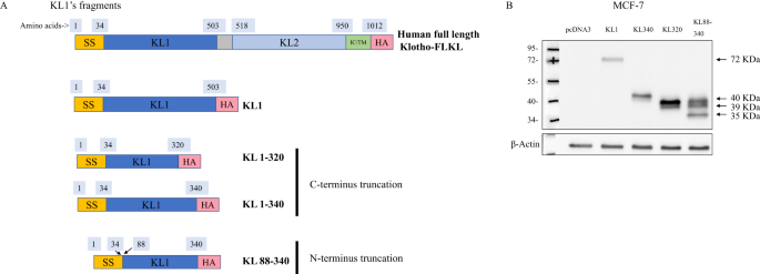 Revealing the tumor suppressive sequence within KL1 domain of the hormone Klotho