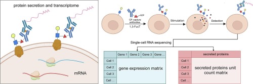 Deciphering single-cell protein secretion and gene expressions by constructing cell-antibody conjugates