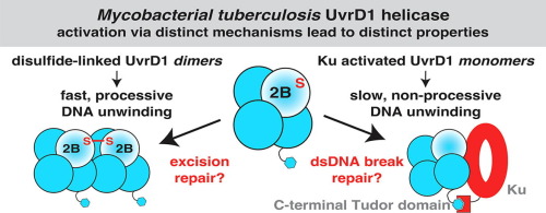 Mycobacterium tuberculosis Ku Stimulates Multi-round DNA Unwinding by UvrD1 Monomers