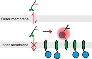 Aberrant Topologies of Bacterial Membrane Proteins Revealed by High Sensitivity Fluorescence Labelling