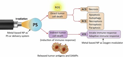 Metal-based nanoparticles in cancer therapy: Exploring photodynamic therapy and its interplay with regulated cell death pathways