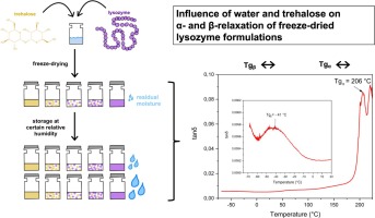 Influence of water and trehalose on α- and β-relaxation of freeze-dried lysozyme formulations