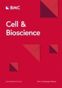 Uncoupling p38α nuclear and cytoplasmic functions and identification of two p38α phosphorylation sites on β-catenin: implications for the Wnt signaling pathway in CRC models