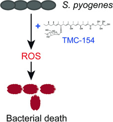 The erythromycin polyketide compound TMC-154 stimulates ROS generation to exert antibacterial effects against Streptococcus pyogenes