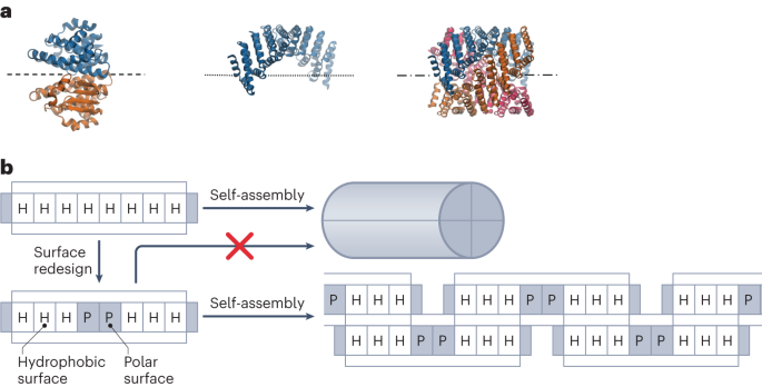 Using symmetry to drive new protein assemblies