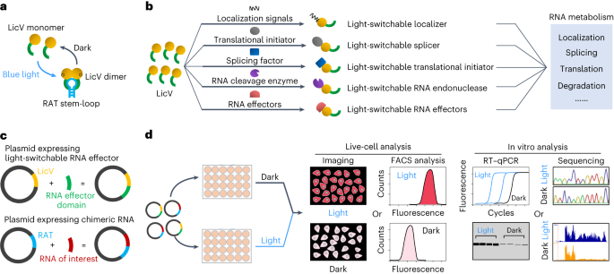Spatiotemporal control of RNA metabolism and CRISPR–Cas functions using engineered photoswitchable RNA-binding proteins