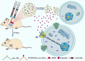 Pectin based hydrogel with covalent coupled doxorubicin and limonin loading for lung tumor therapy