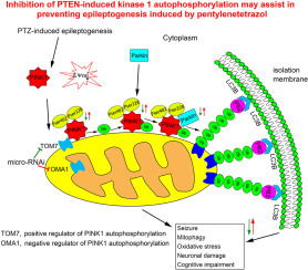 Inhibition of PTEN-induced kinase 1 autophosphorylation may assist in preventing epileptogenesis induced by pentylenetetrazol