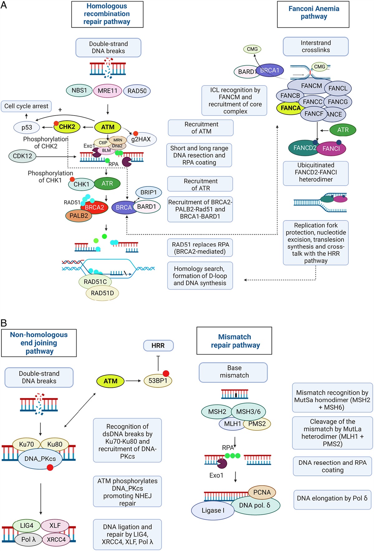 DNA Damage Response and Mismatch Repair Gene Defects in Advanced and Metastatic Prostate Cancer