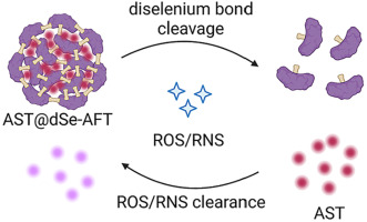 Harnessing astaxanthin-loaded diselenium cross-linked apotransferrin nanoparticles for the treatment of secretory otitis media