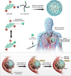 Albumin hydrogels for repeated capture of drugs from the bloodstream and release into the tumor