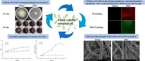 Antifungal activity and mechanism of Litsea cubeba (Lour.) Persoon essential oil against the waxberry spoilage fungi Penicillium oxalicum and its potential application