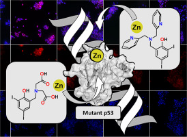 Altering relative metal-binding affinities in multifunctional Metallochaperones for mutant p53 reactivation